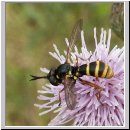 Conops quadrifasciatus - Dickkopffliege 06.jpg